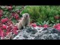Funny Talking Animals - Walk On The Wild Side - Episode Six Preview - BBC One