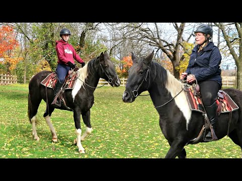 Did I Buy A New Horse?