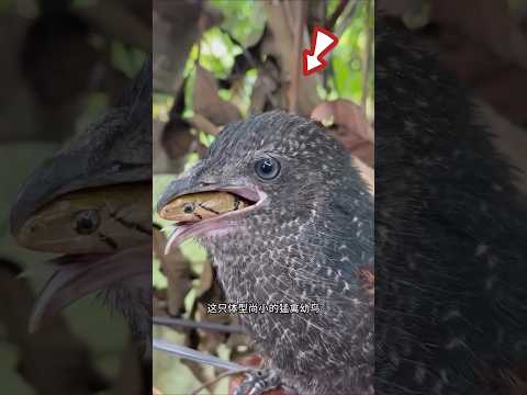 bird eating snake