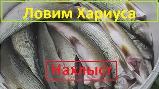 Где ловить хариуса на урале