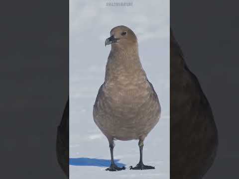 Stercorarius maccormicki-một loài chim biển chúng làm tổ trên mặt đất ở