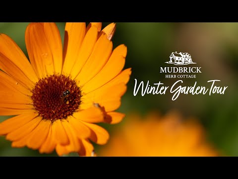Winter Garden Tour - Mudbrick Herb Cottage