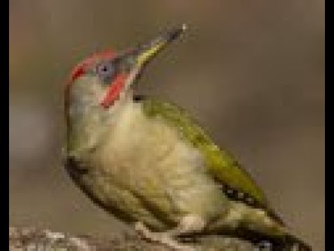 PITO REAL | GREEN WOODPECKER | Picus viridis