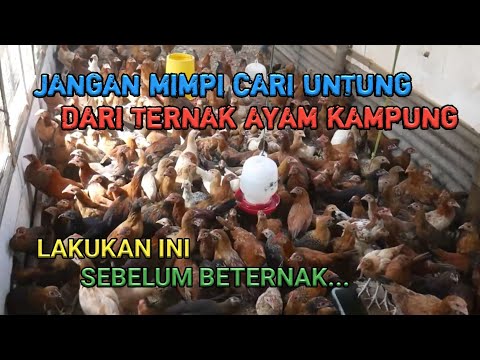 , title : 'Jangan Bermimpi Cari Untung Dari Ternak Ayam Kampung'