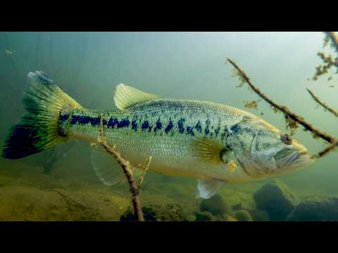 How To Catch Bass During The Spawn! (Underwater Footage Of Bass Behavior)