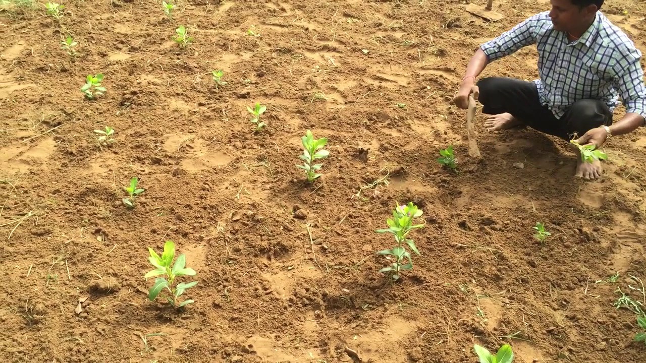 Organic Wellness farm - Sadabahar Cultivation