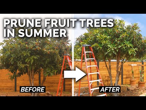 How to Prune a Loquat Tree Fall 2018 Garden Plans 
