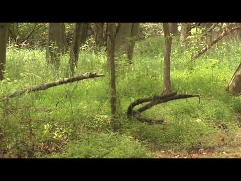 Dismal Swamp Renaming