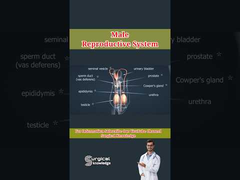 Male Reproductive System #3danimation #medical #reproductivehealth
