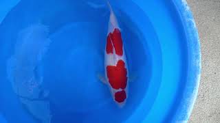 video van Maruten Kohaku KO-V23-1168