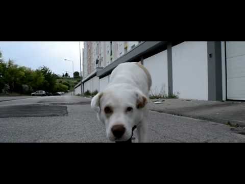 MotaJr " Firma é Familia "