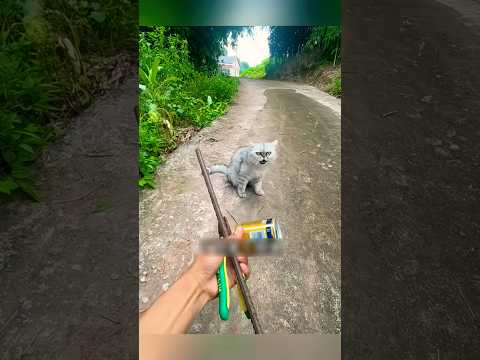 Alat Pendeteksi Logam Sampai Dipakai Demi Mencari Liontin Kucing #shorts #kucing