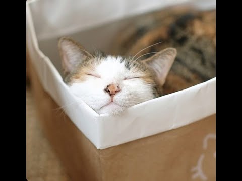 why do cats love cardboard boxes?