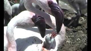 4 Hewan Bukan Mamalia Yang Bisa Menyusui Kumparan Com