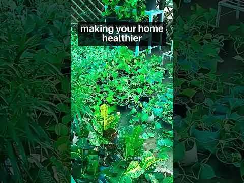 Full Sun Exposure Natural Guldavari Chrysamtheum flower plant, Packaging Type: Bag, Winter