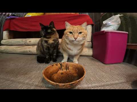 동네 고양이들한테 감기 옮기고 다닐까 봐, 절대 못 나가게 함.