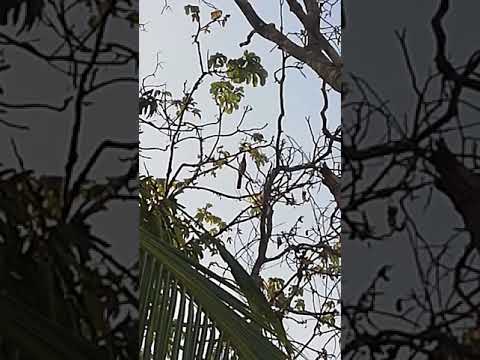 Pava del monte o paisana