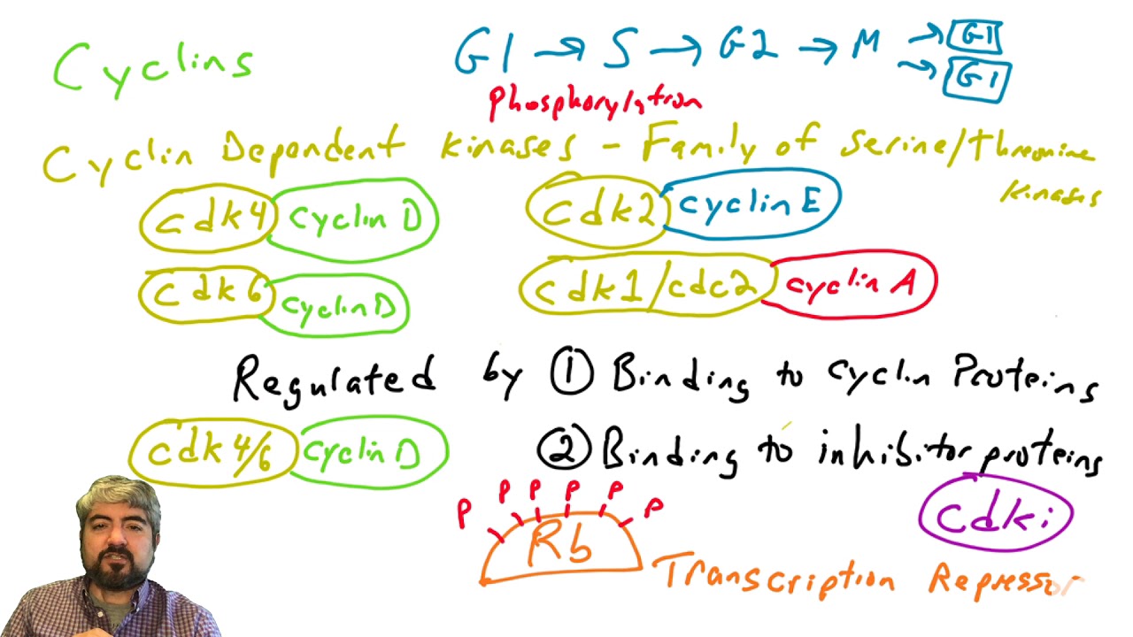 Cell cycle regulation, part 1: Introduction - YouTube