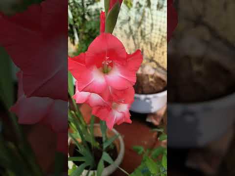 Flowers in my garden roses and gladiolus #garden #gardening #organicfarming