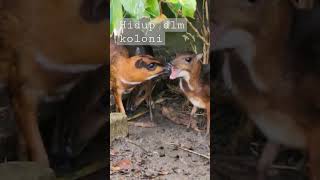 Download lagu Koloni Pelanduk #kancil #mousedeer mp3 Download lagu Koloni Pelanduk #kancil #mousedeer mp3