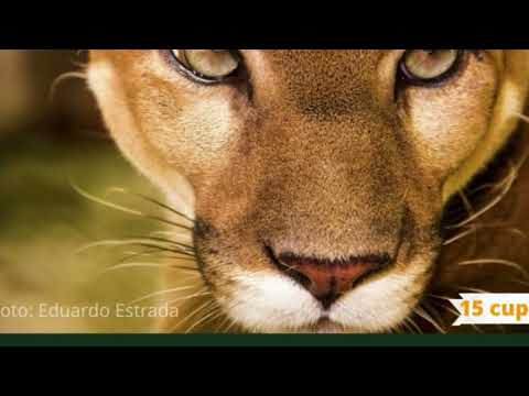 Finca La Llorona | Vive una Experiencia de Café en Chiriquí | Circuito del Café