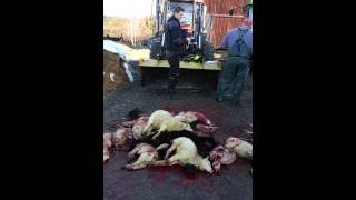 preview picture of video 'Mass slaughter of animals in Sweden (part 4)'