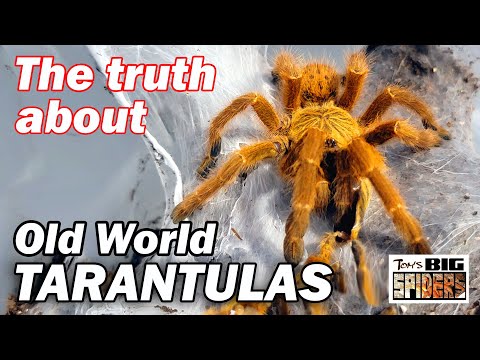 The Truth About Old World Tarantulas - A Discussion and Keeper's Guide