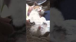 飼い主の腕の中で眠る子猫 / 飼い主大好き のサムネイル