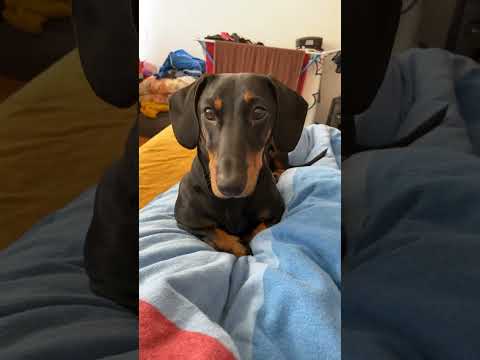 Cel mai frumos cățel creat de Dumnezeu ,fiind iubitor și drăgălaș , te iubesc Ricky ! 🦮💕😘