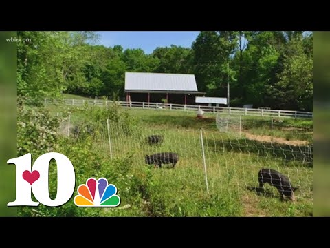 How shopping and supporting local farmers markets makes a difference