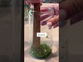 Great Gatsby Mint Julep