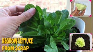 HOW TO REGROW LETTUCE FROM SCRAPS