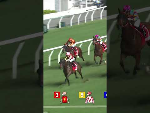 MAJESTIC KNIGHT G258 - Y  L  Chung @racingshorts272