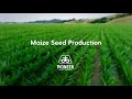Pioneer Maize Seed Production