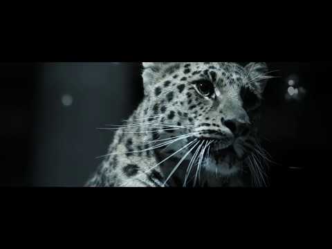 L'odyssée de Cartier by Damien Sauzet