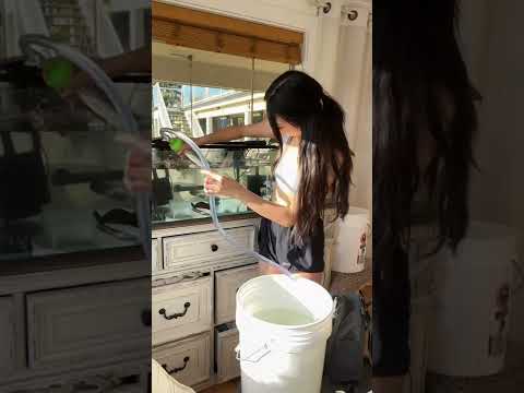 FISH TANK WATER CHANGE HACK!!! 🐠 #shorts