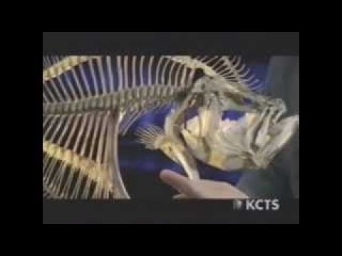 IN SEARCH OF THE MISSING LINK NOVA Discovery Science History (documentary)