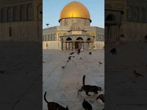 Cats at Al Aqsa