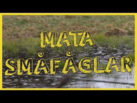 Mata småfåglar på sommaren
