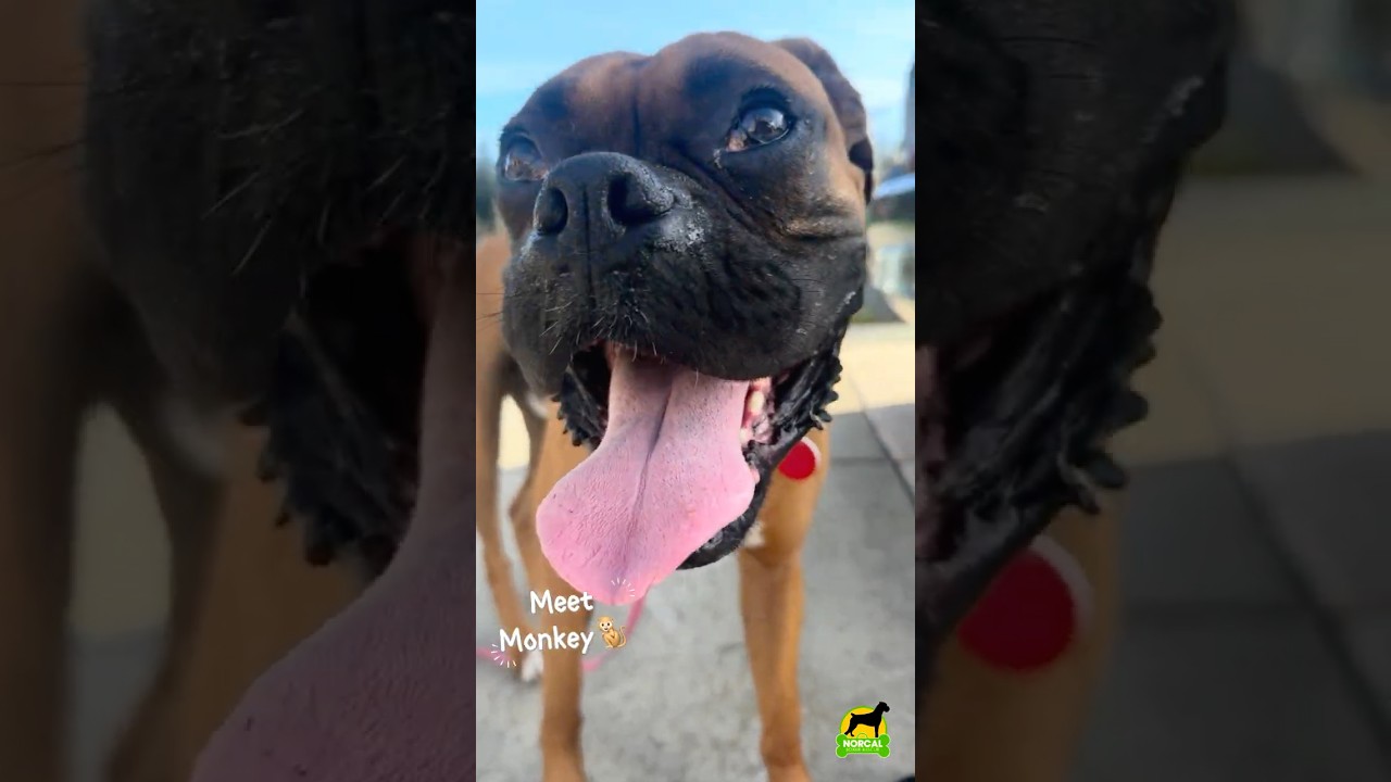 Enlarge Monkey, an adopted Boxer in Davis, CA video 6/6