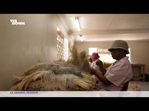 Afrique du sud : le commerce des plumes d’autruches