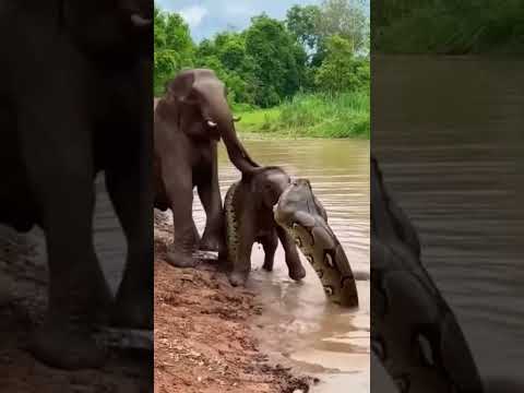 God helps those who learn struggle