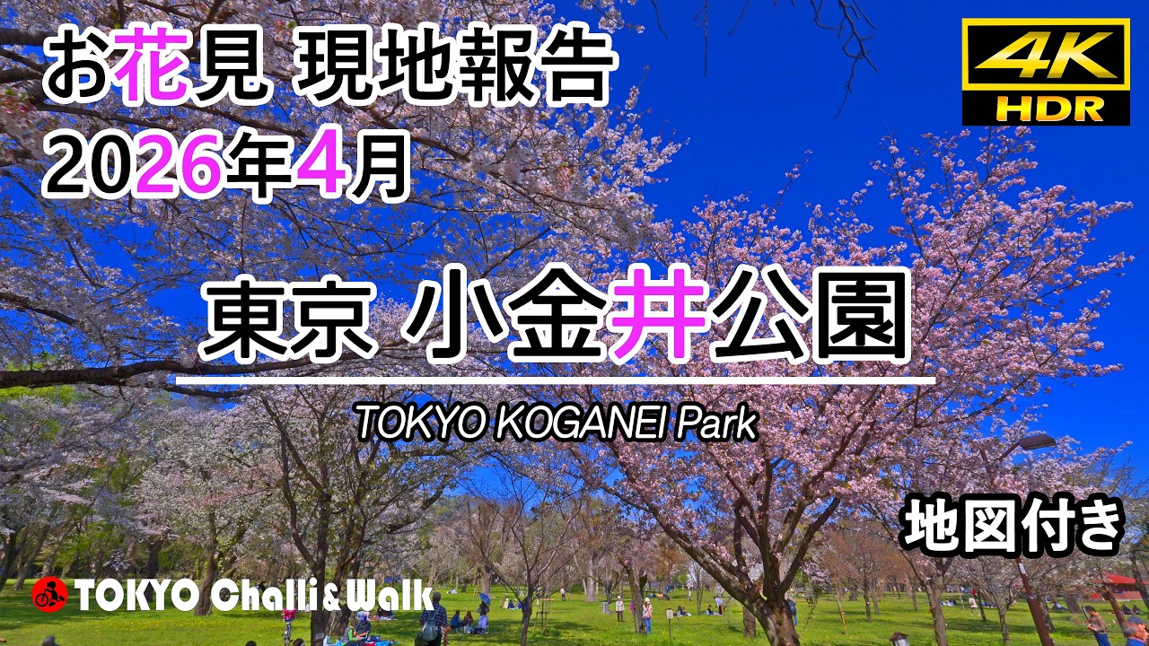 小金井公園桜現在の状況/4K HDR(in process)