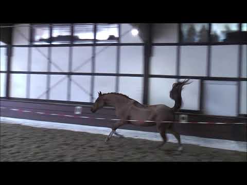 SPOTIFY 4j. v. Szenario - Silvio  VB 20.000,- Euro