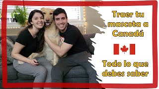 Download lagu Traer tu mascota a Canadá. Todo lo que necesitas saber. Documentos, costo y prohibiciones. mp3 Download lagu Traer tu mascota a Canadá. Todo lo que necesitas saber. Documentos, costo y prohibiciones. mp3