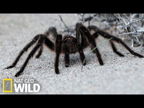 L'araignée goliath fait la taille d'une assiette !