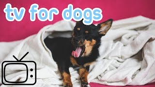 DogTV!HowtoEntertainMyDogTVandVideosforDogs!AttheBeach!