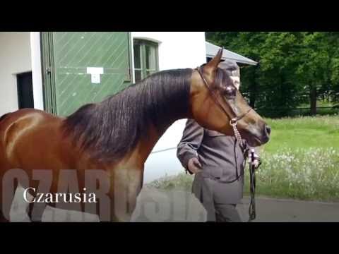 Pride Of Poland 2016 - Czarusia