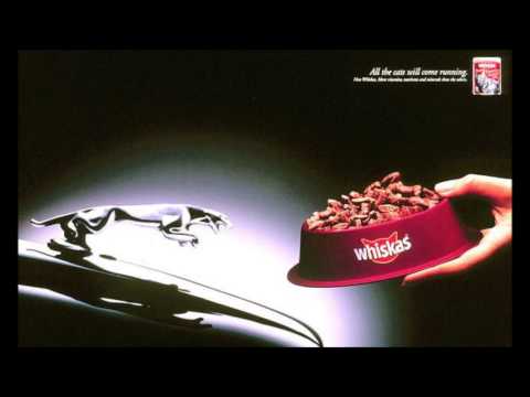 KRYptoNIm 0 #whiskas #jezdem kotę