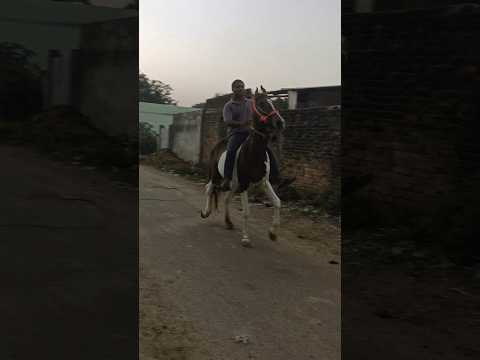 galloping horse riding by a beautiful ladyon the beach #viralvideo